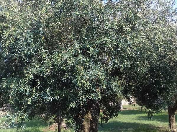 olive-coldiretti_163b1_4ae7d_43e66_3722d.jpg