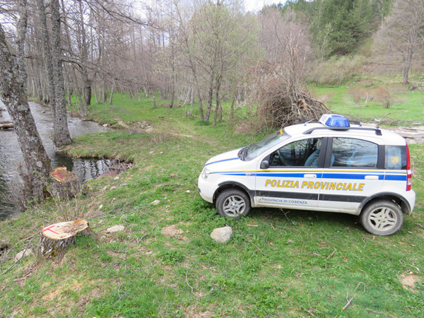 Piante di ontano nero tagliate abusivamente nel Parco della Sila
