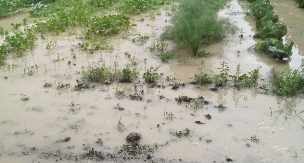Coldiretti: maltempo, frutteti sott'acqua nel lametino