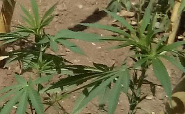 Coltivavano cannabis nell'orto, ai domiciliari marito e moglie nel vibonese