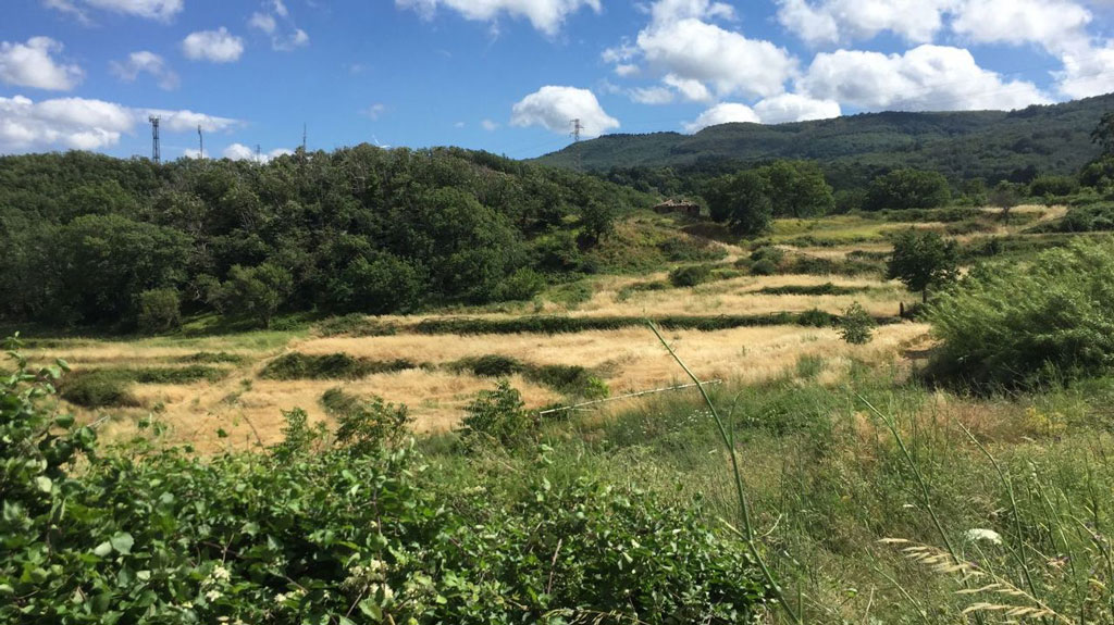 Orto botanico Girifalco, Laura Ferrara (M5S) scrive alla Commissaria per il mancato ripristino