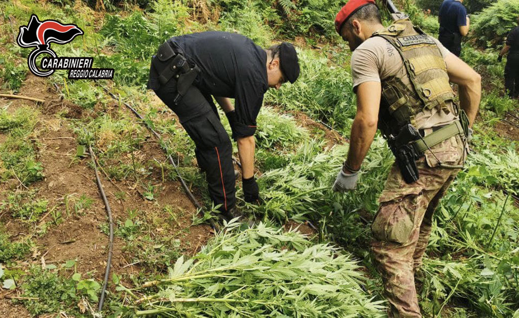 Sequestrata piantagione di marijuana a Cinquefrondi