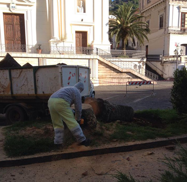 Lamezia: Tagliata la palma secolare colpita da Punteruolo