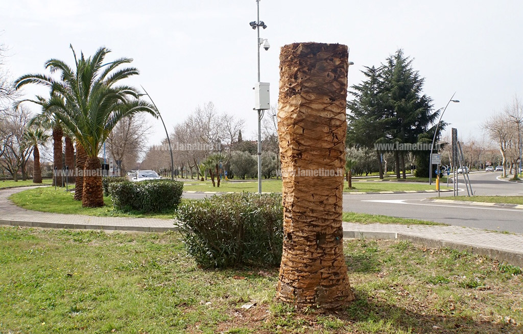 Lamezia, interventi fitosanitari contro punteruolo rosso e processionaria dei pini: impegnati oltre 30mila euro