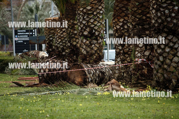 palme-punteruolo-rosso-ospedale-bis.jpg