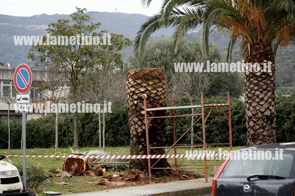 palme-punteruolo-rosso-ospedale-ter.jpg