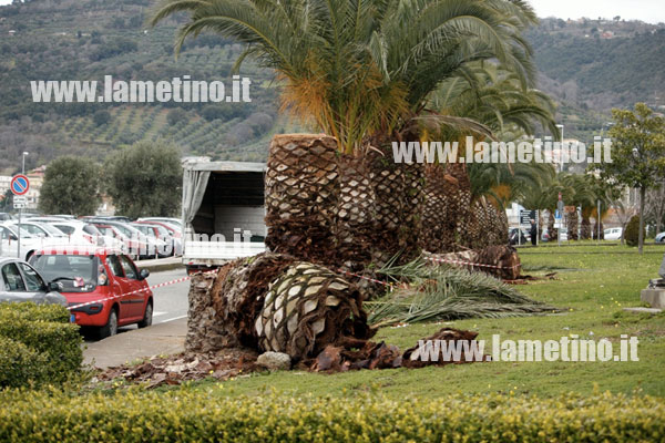 Lamezia: Punteruolo Rosso distrugge palmizi all'interno dell'ospedale