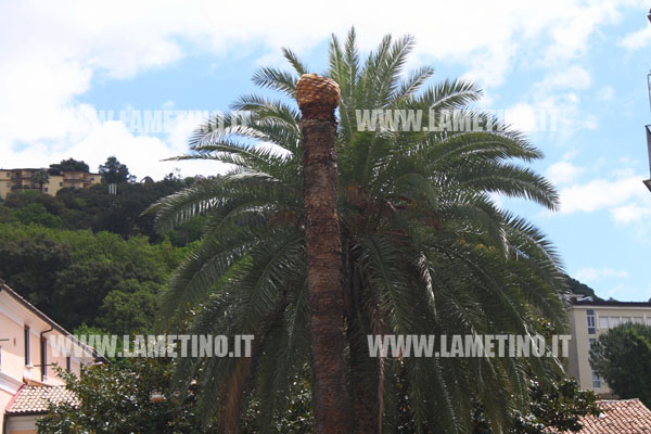 palme_corso_numistrano_lamezia_punteruolo_rosso_2.jpg