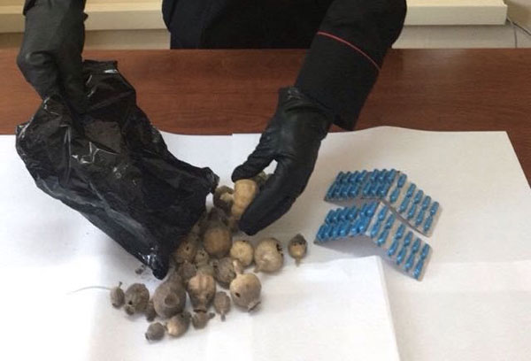Bulbi di papavero da oppio e farmaci vietati in una pianta di oleandro, 2 arresti a Davoli