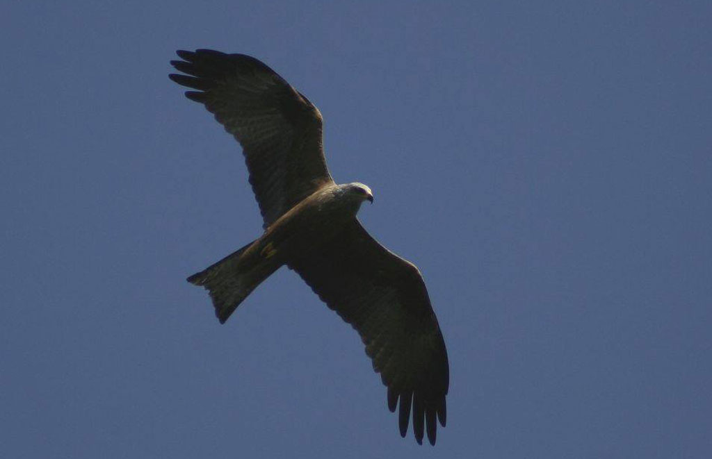 Tornano i rapaci e le cicogne nel parco dell'Aspromonte, al via il monitoraggio
