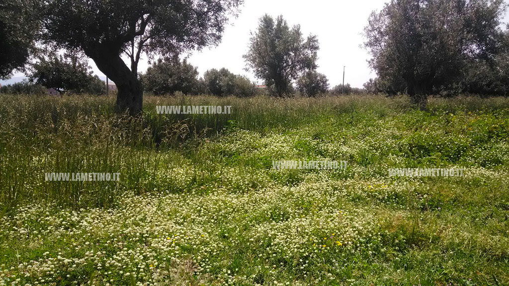 Lamezia, Centro Studi Aletheia: "Definire strategia di lungo periodo dove parchi e aree verdi siano oggetto di progetti di rigenerazione urbana"