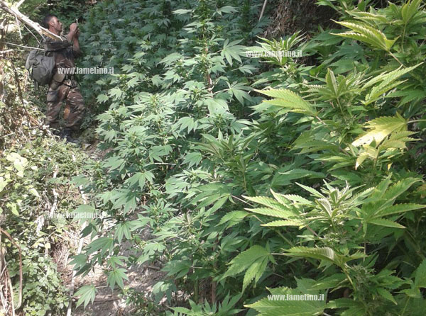 Lamezia: Trovata piantagione di canapa indiana, sequestrate 100 piante