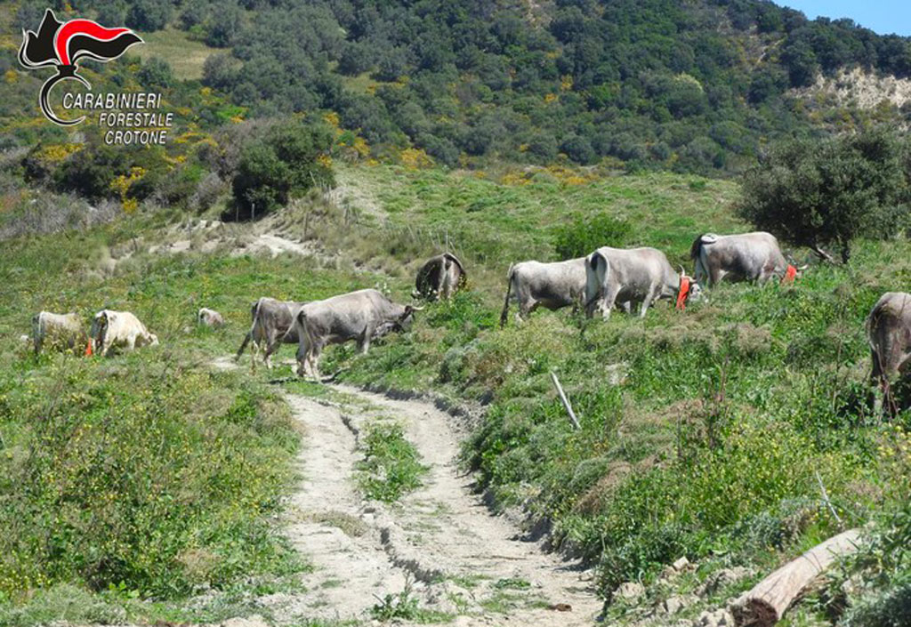 Sbarrano strade comunali per agevolare pascolo a Crucoli, denunciati