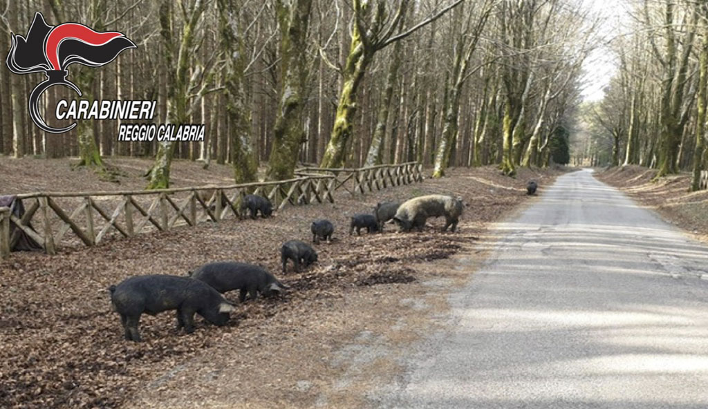 Scoperto pascolo abusivo nel Parco d’Aspromonte, denunciato 52enne