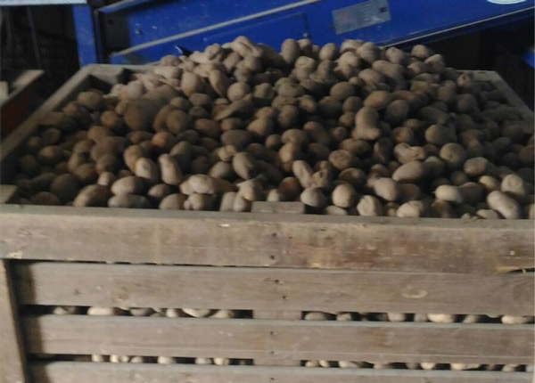 patate1.jpg