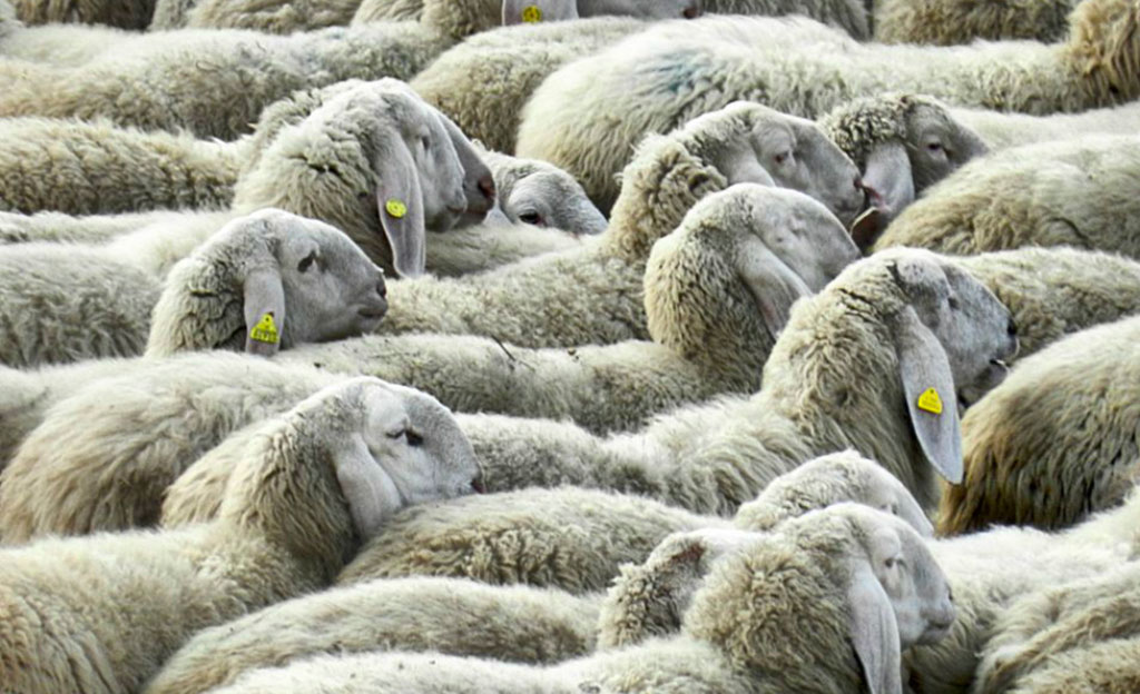 Casi di "pecora pazza" nel vibonese, Asp fa abbattere 4 capi 