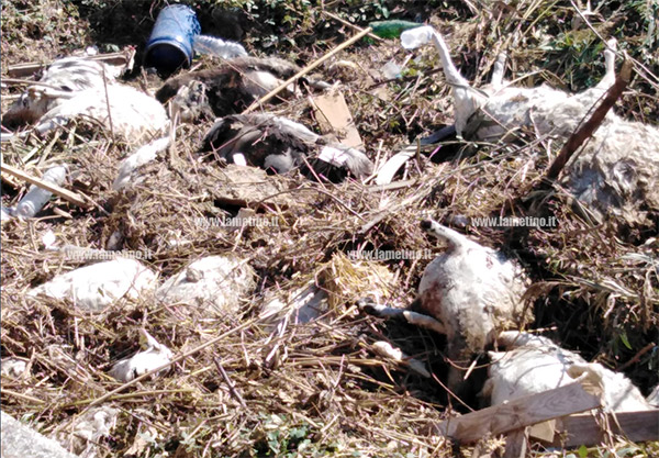 Lamezia, maltempo: trovate decine di pecore morte nell’area industriale