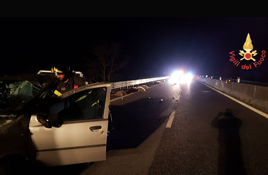  Pecore invadono SS 280 a Catanzaro, auto non riesce ad evitarle e le travolge uccidendole