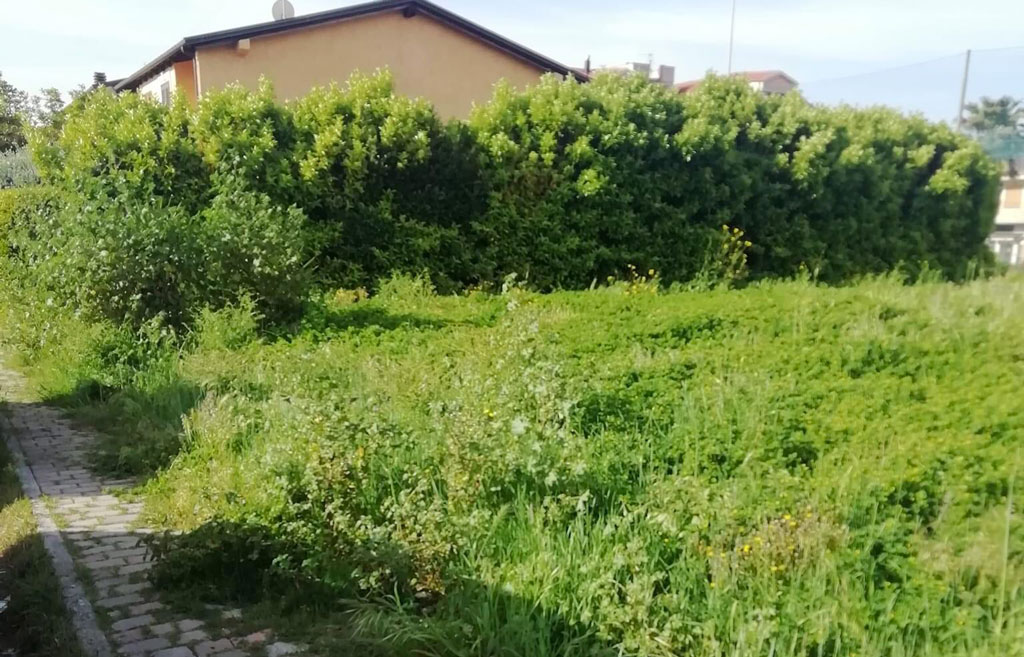 Lamezia, Piccioni su aree verdi: "Situazione inaccettabile in tutta la città, amministrazione non gestisce l’ordinario"
