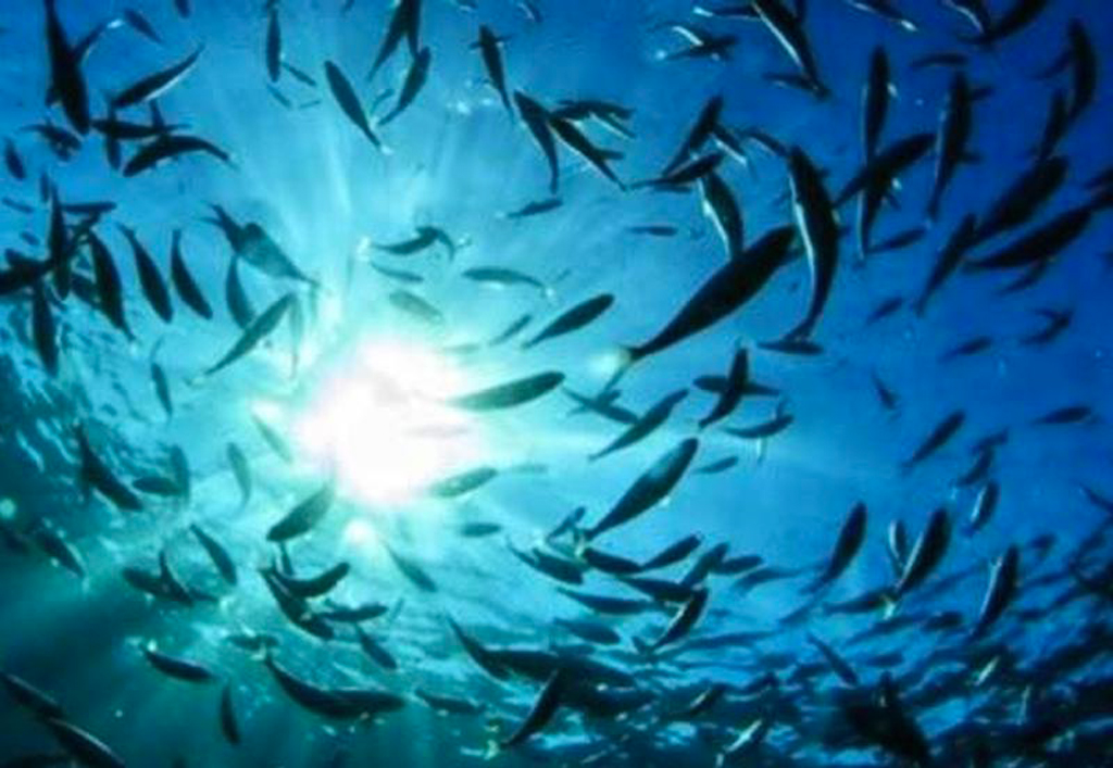 Regione promuove gli stati generali del mare calabrese
