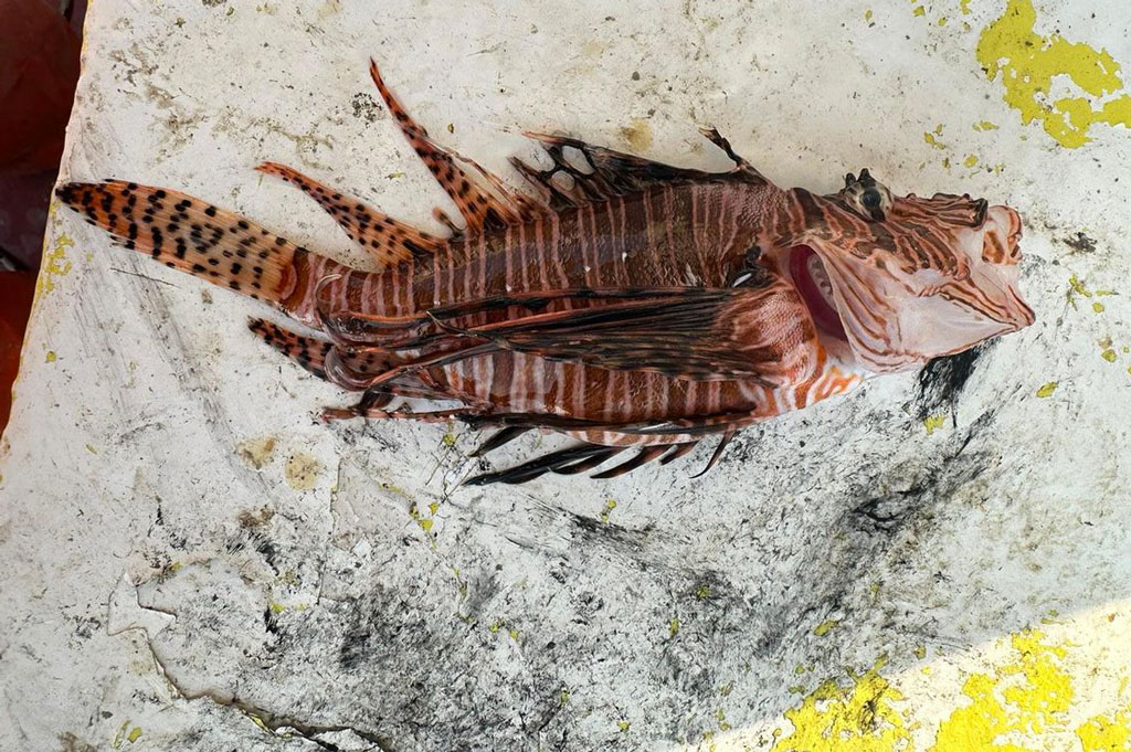 pesce-apnea466_2882505049048473789_n_cb784_cb0e9.jpg