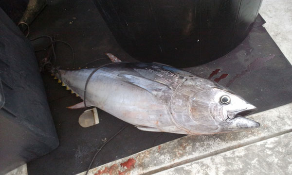 Abbordavano tonnare ed estorcevano pescato, quattro arresti nel cosentino
