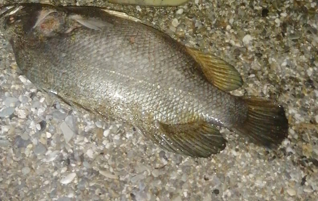 pesce-foglia-lamezia732e_ddad9.jpg