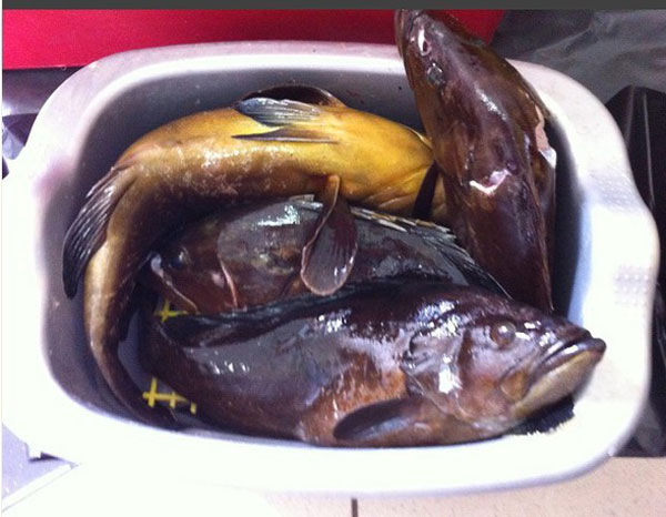 Aveva attrezzatura vietata per pesca, multato da guardia costiera nel reggino