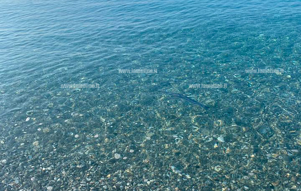 pesce-spada-riva-gizzeria2_c7c02.jpg