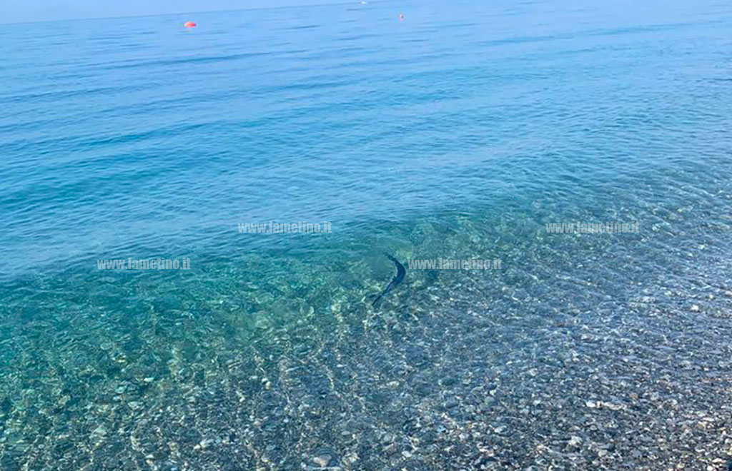 pesce-spada-riva-gizzeria_8e6d5.jpg