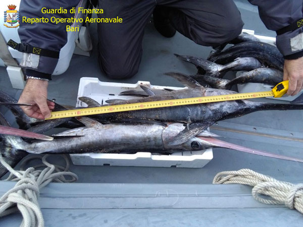 Gdf sequestra esemplari pesce spada sottomisura, denunciato comandante peschereccio di Cariati 