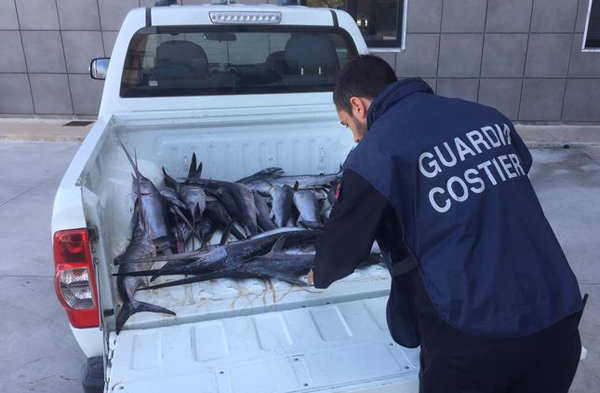 Sorpreso con 35 pesce spada sottomisura, sanzionato diportista a Crotone