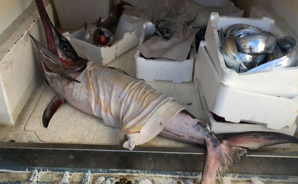 Pesce pescato senza autorizzazione nel reggino, sequestrato