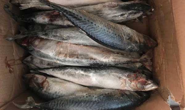 pesce.jpg