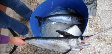 Calabria: Pesca, Guardia Costiera sequestra palangaro per cattura spada novello