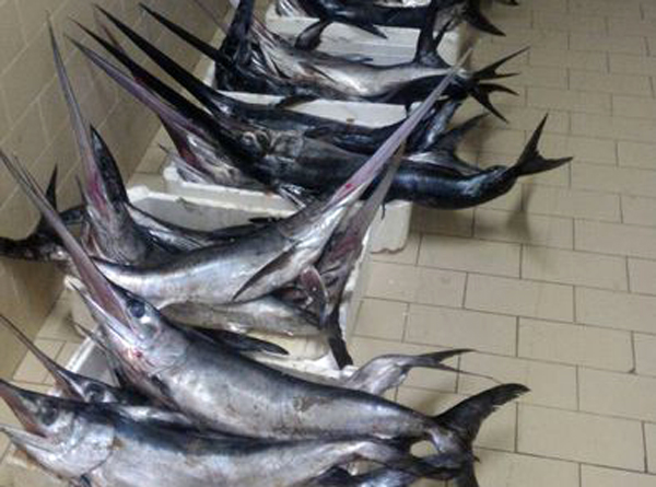 Sequestrato pescespada fuori norma e conservato male nel reggino