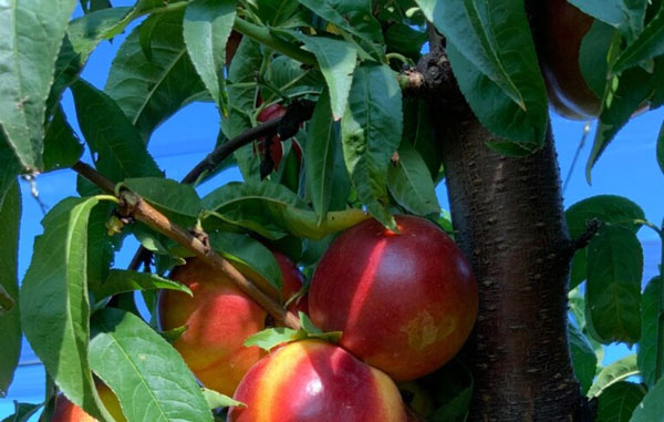 Fondi nuovi impianti frutticoli: a disposizione oltre 13 milioni di euro, il 29 febbraio termine ultimo per presentare domande