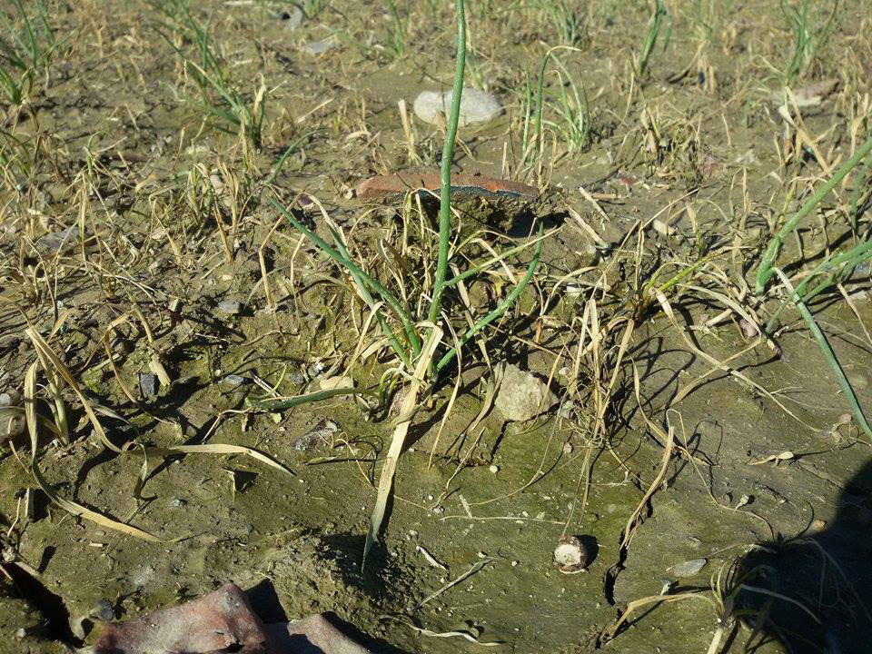 pesticidi-wwf3.jpg