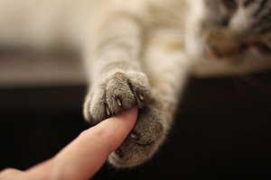 Calabria: Prima esperienza di Pet-Therapy ad Aiello Calabro