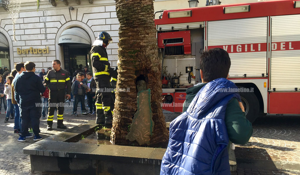 Lamezia: palma pericolante dopo scoppio petardo, verrà tagliata 