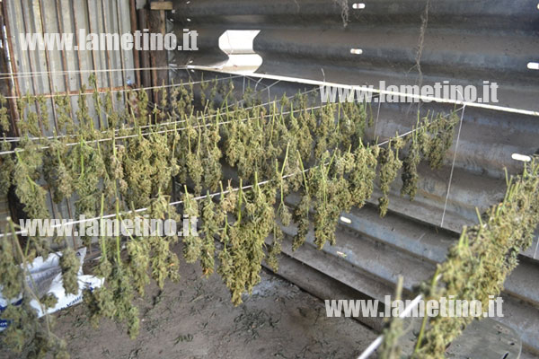 piantagione-caligiuri-2.jpg