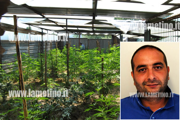 Lamezia: Scoperta piantagione canapa, un arresto e tre denunce