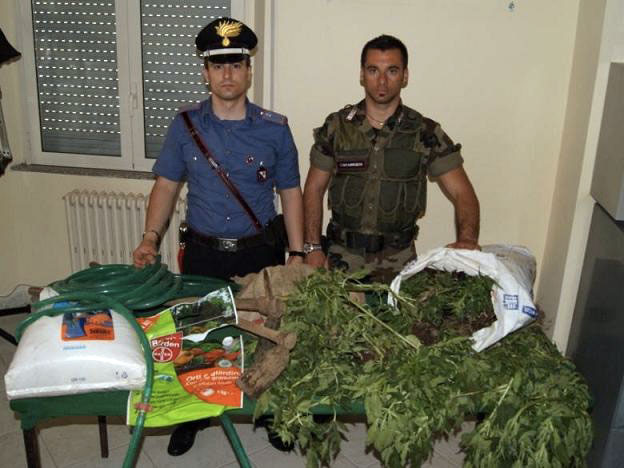 piantagione-canapa-carabinieri-reggio-giugno-2012