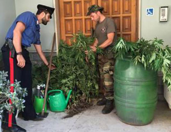 Piantagione di canapa scoperta dai carabinieri nel reggino
