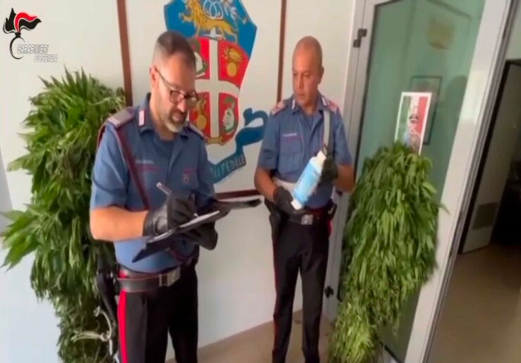 Scoperta piantagione di marijuana nel Cosentino, arrestato 33enne