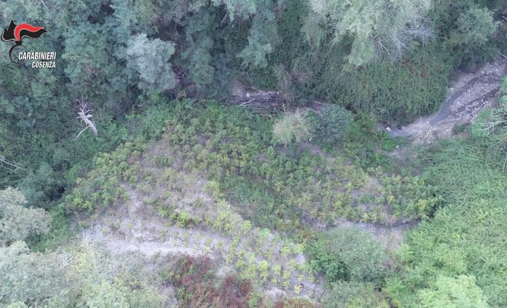 Individuata piantagione cannabis, due arresti nel Cosentino