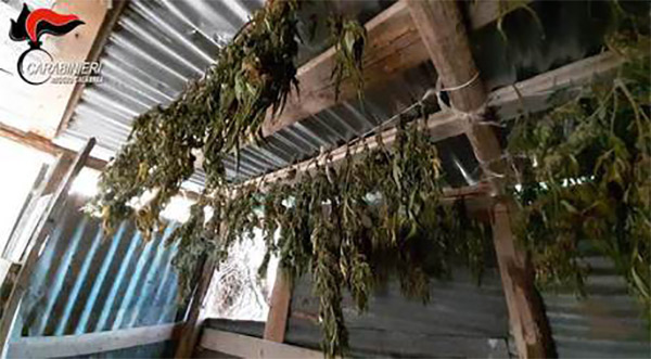 Scoperta piantagione di droga a Platì