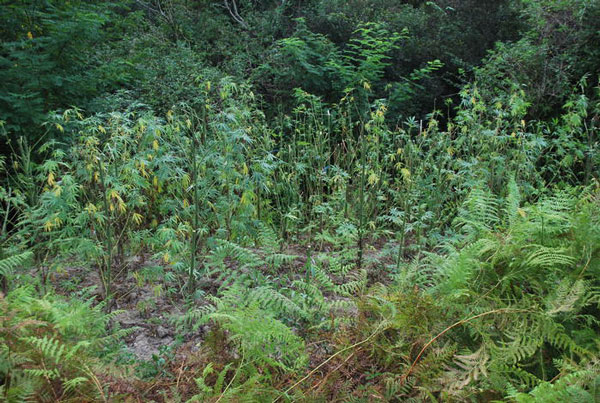 Scoperta piantagione marijuana nel vibonese, arrestati due fratelli
