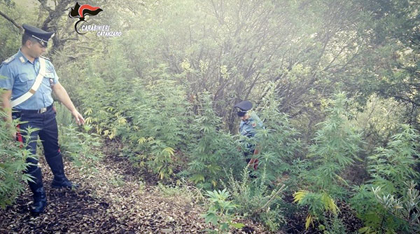 Lamezia: sorpreso ad irrigare piantagione marijuana, arrestato 55enne