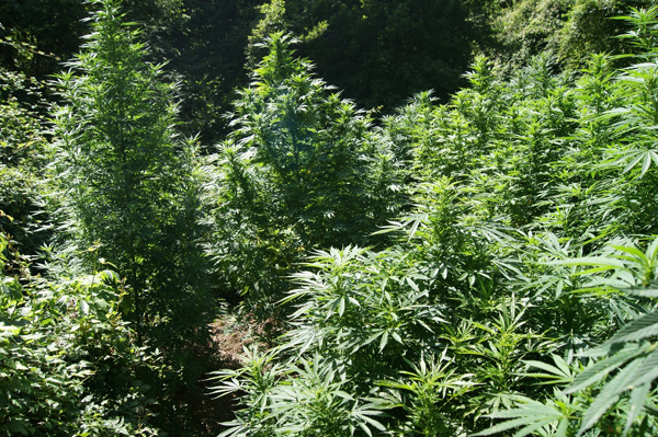 Coltivavano 3200 piante di marijuana, 4 arresti nel reggino